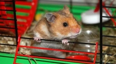 Ako určiť oblasť sýrskeho škrečka